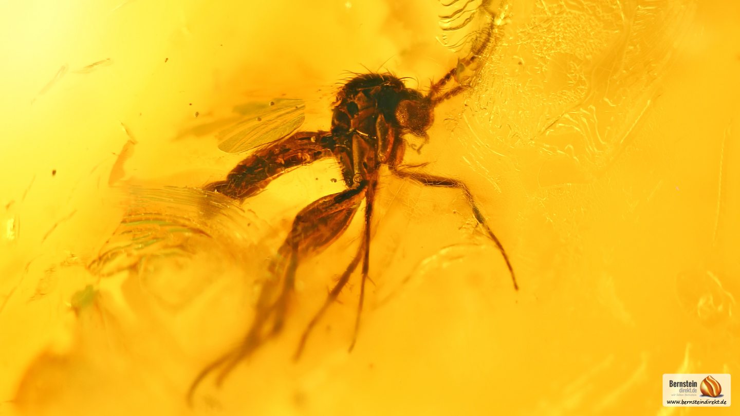 Trauermücke als Inkluse, in Bernstein eingeschlossene fossile Trauermücke